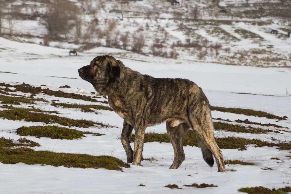 Spanish Mastiff standing on grass