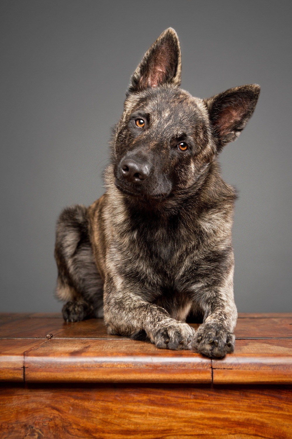 Kai Ken portrait with brindle coat