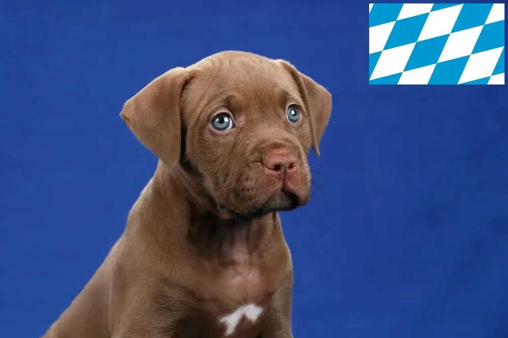 Muscular short coated dog in profile