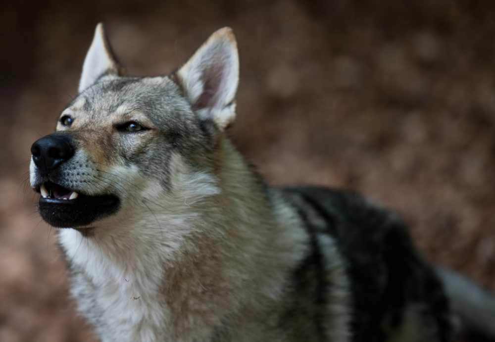 Kunming Dog portrait with upright ears