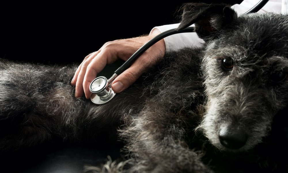 Dog at a veterinary visit with stethoscope