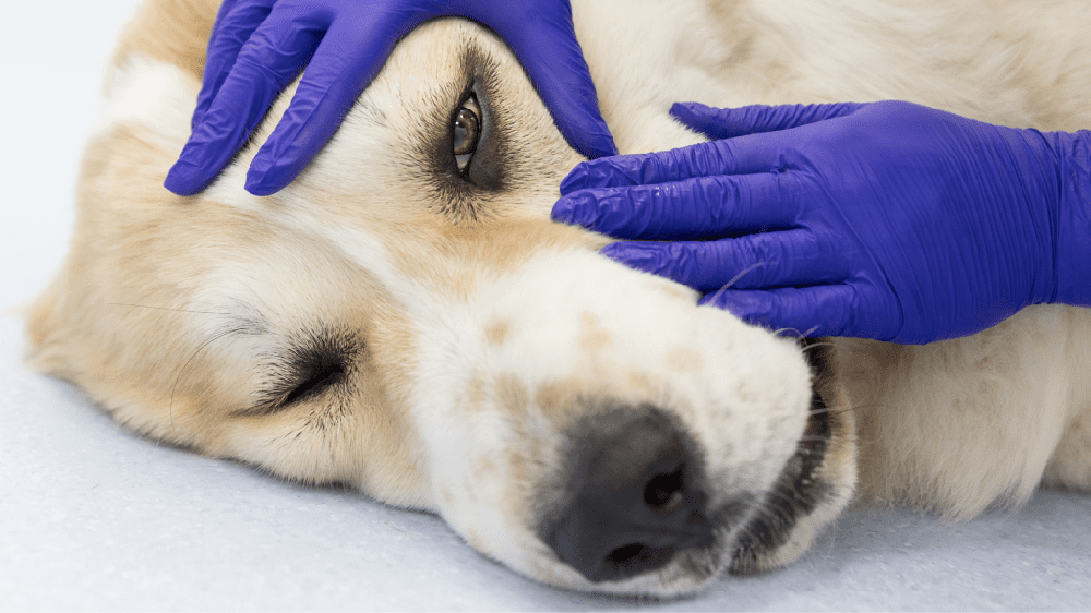 Illustration-style close-up of a dog's eye area