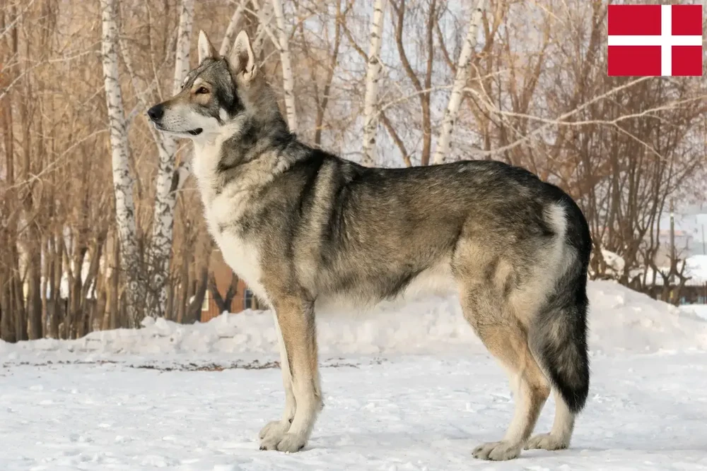 Saarloos Wolfdog walking through bushland