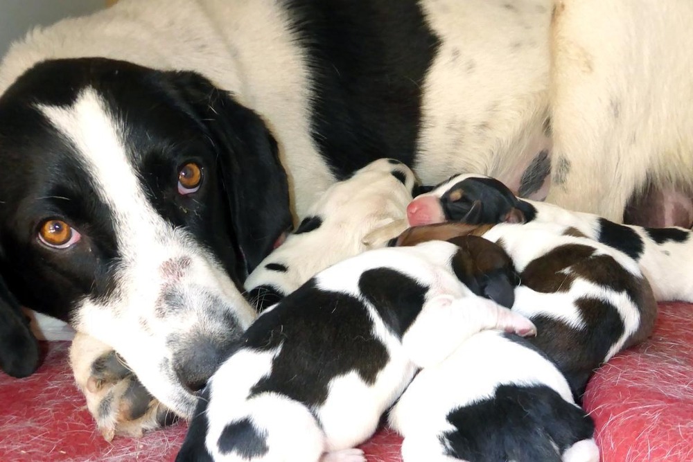 Small dog sitting with a litter nearby