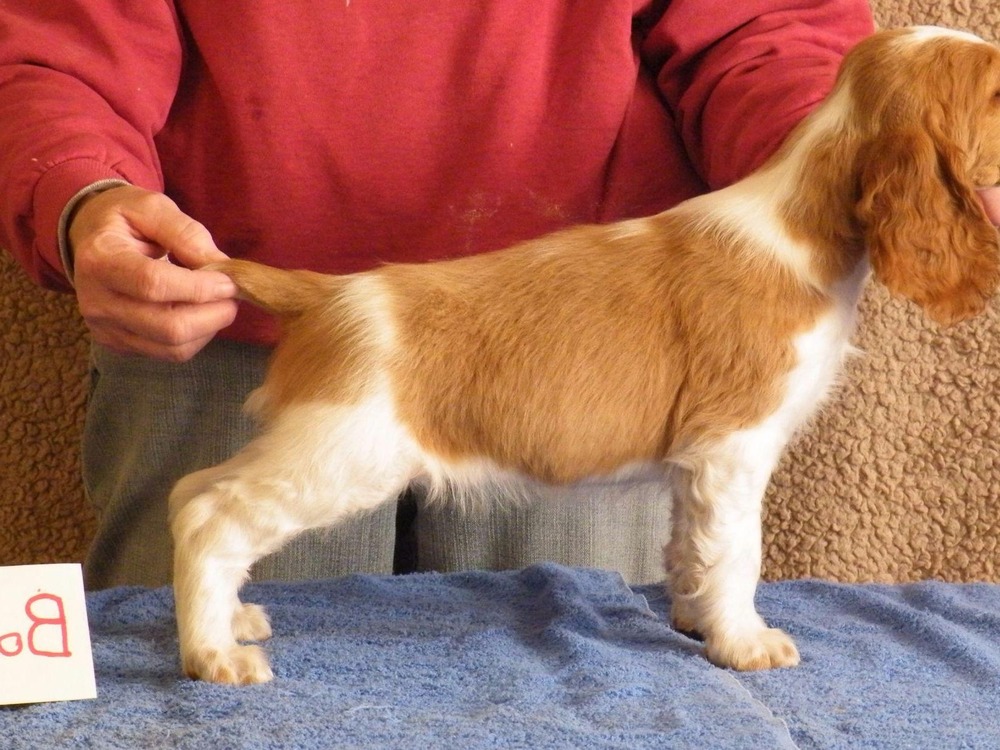 Welsh Springer Spaniel red and white coat close view