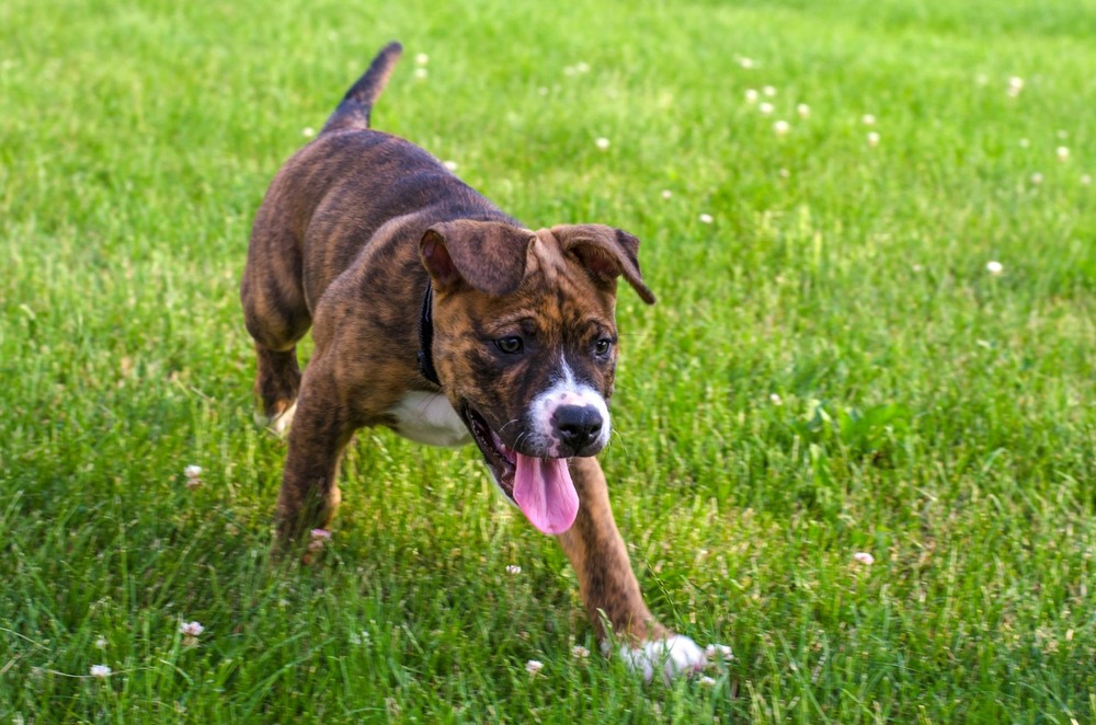 Staffordshire Bull Terrier standing outdoors