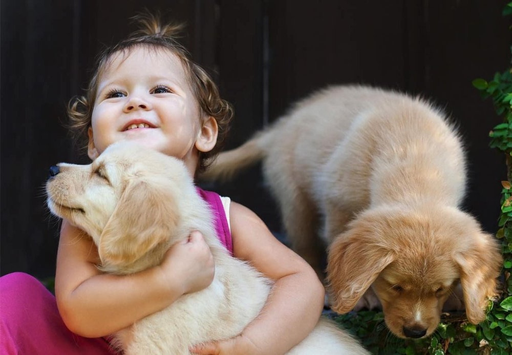 Puppy looking up attentively