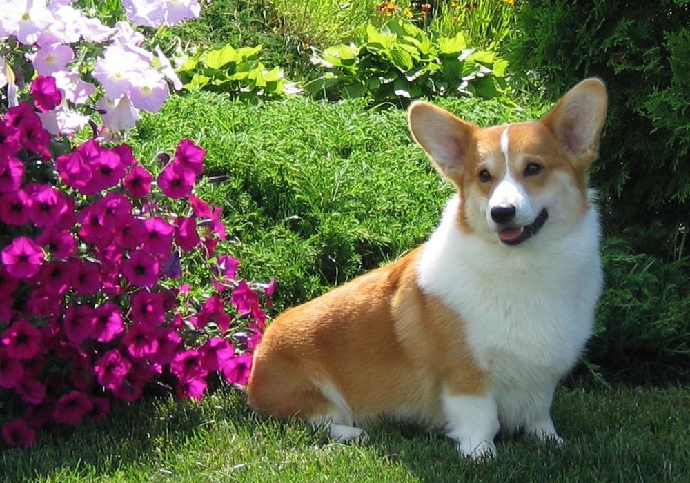 Pembroke Welsh corgi looking attentive