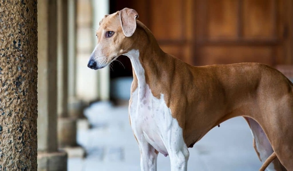 Azawakh outdoors in warm light