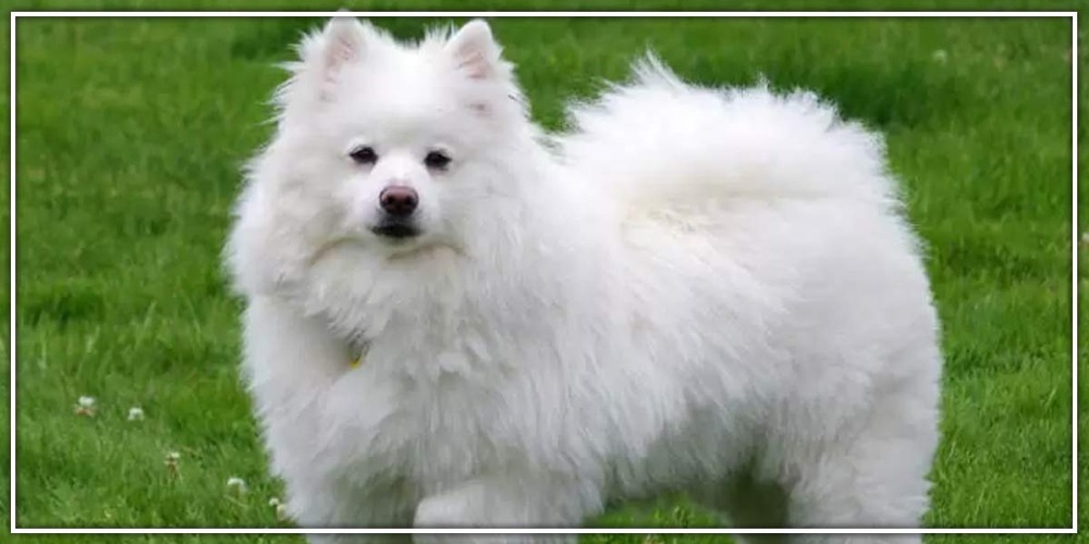 Indian Spitz with fluffy white coat