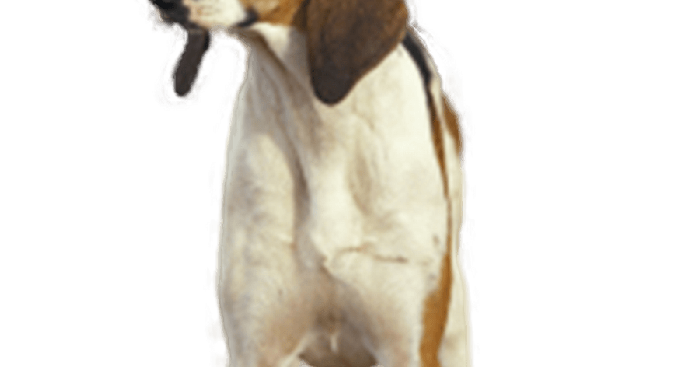 Grand Anglo-Francais Blanc et Orange running in open space