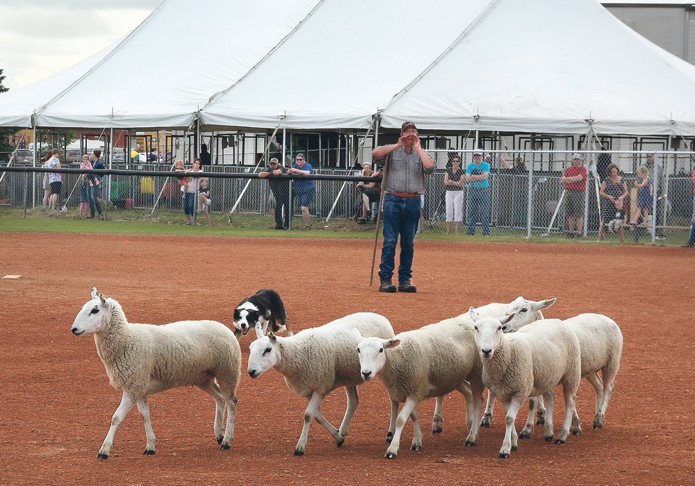 Stephens Stock Dog walking with handler