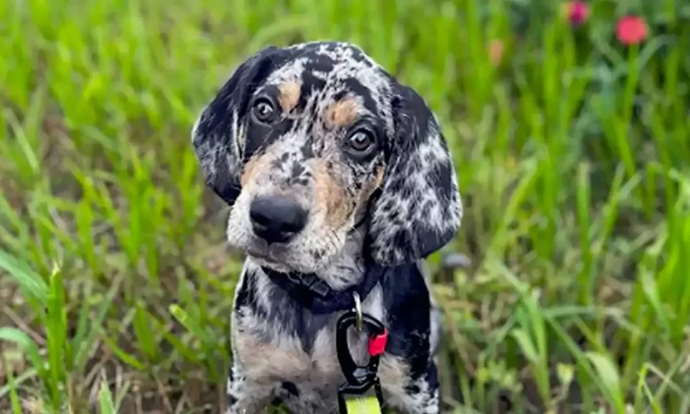 Lithuanian Hound standing in profile