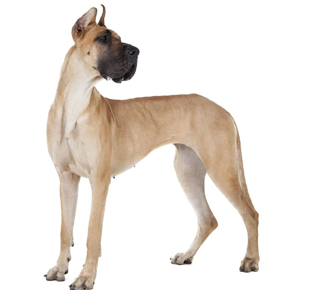 Great Dane lying down indoors