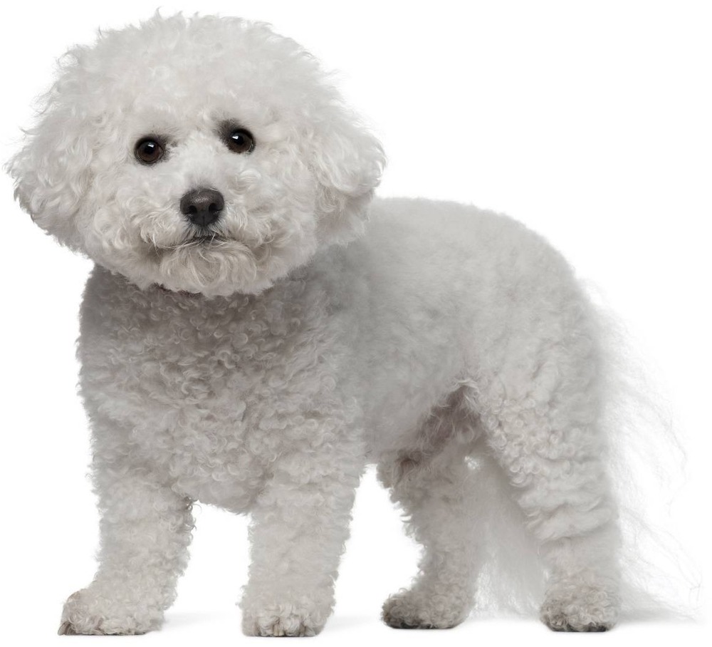Bichon Frise with fluffy white coat