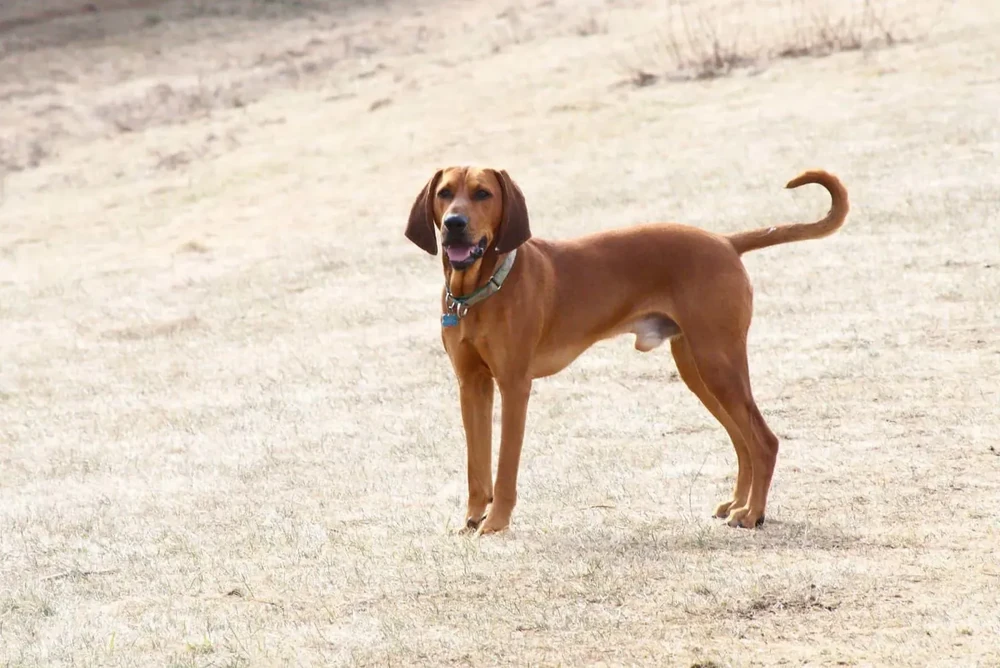 Redbone Coonhound close-up showing long ears