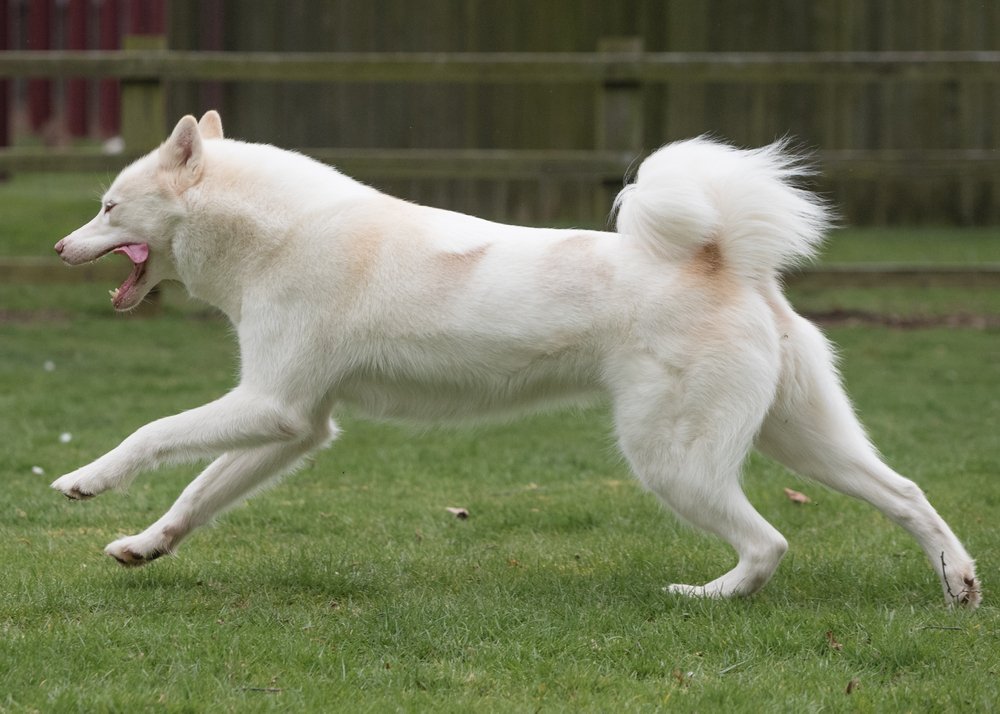 Canadian Eskimo Dog moving through snow-like terrain