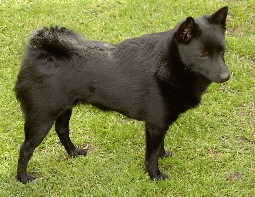 Black Schipperke close-up of face