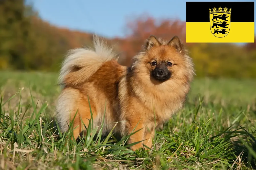 Spitz dog watching attentively