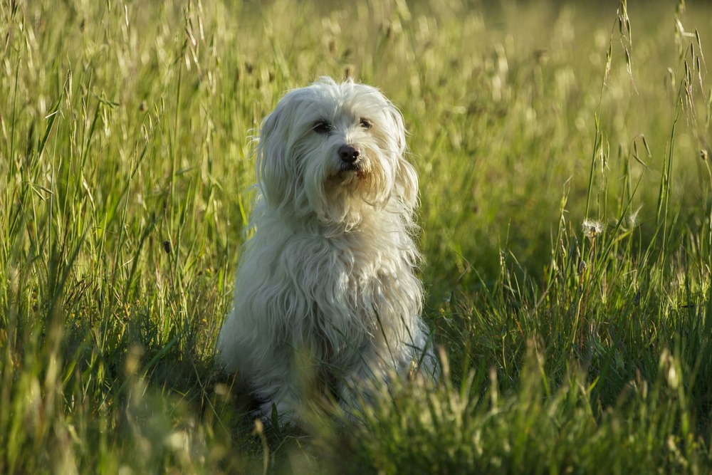 Coton de Tuléar resting indoors