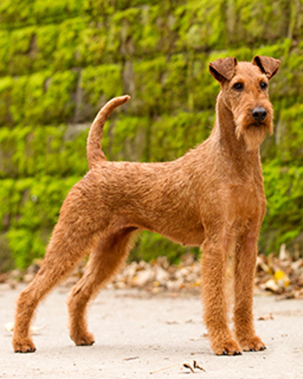 Irish Terrier eating from a bowl