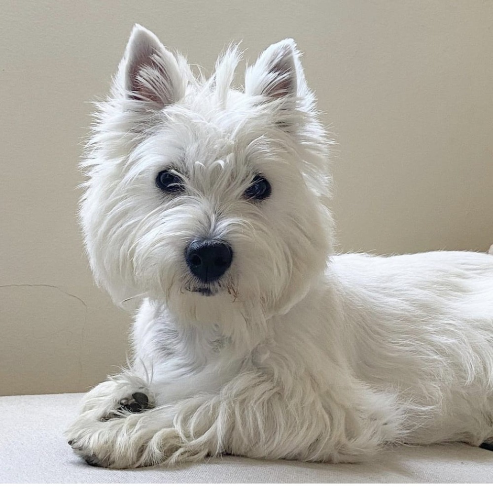 West Highland White Terrier portrait with white coat