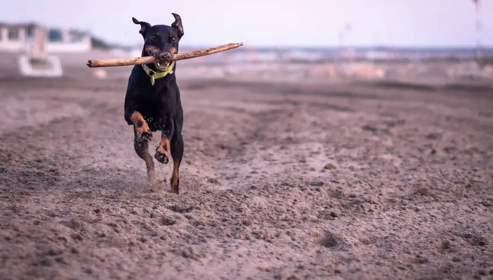 Manchester Terrier standing outdoors