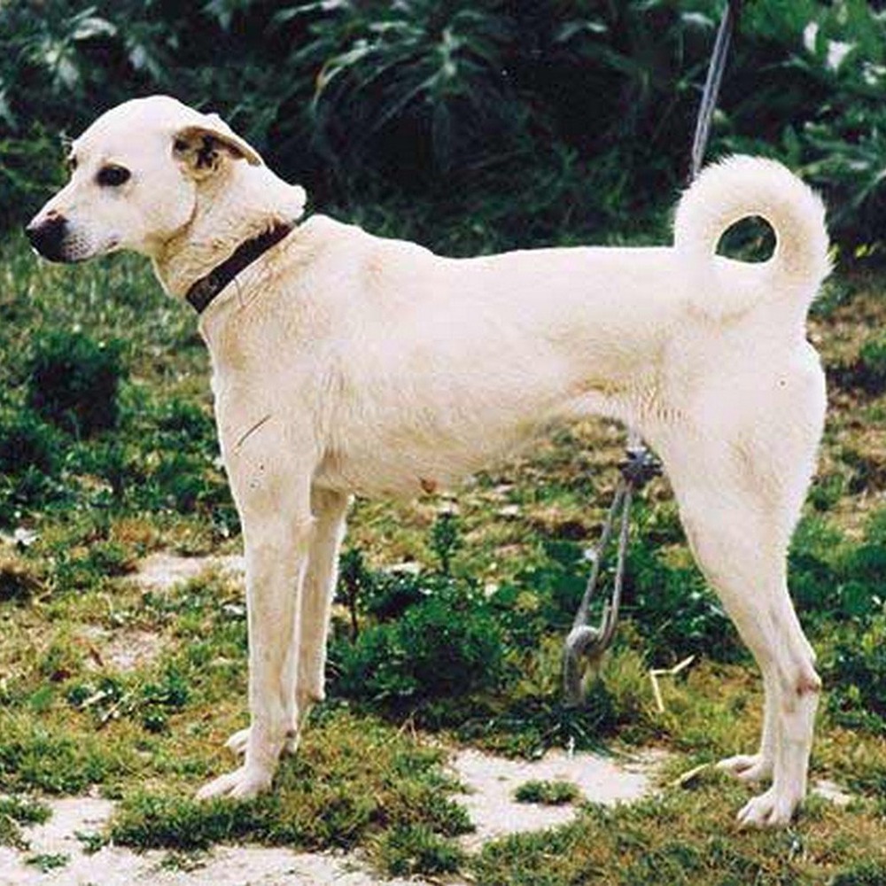 Cretan hound close up of face and ears