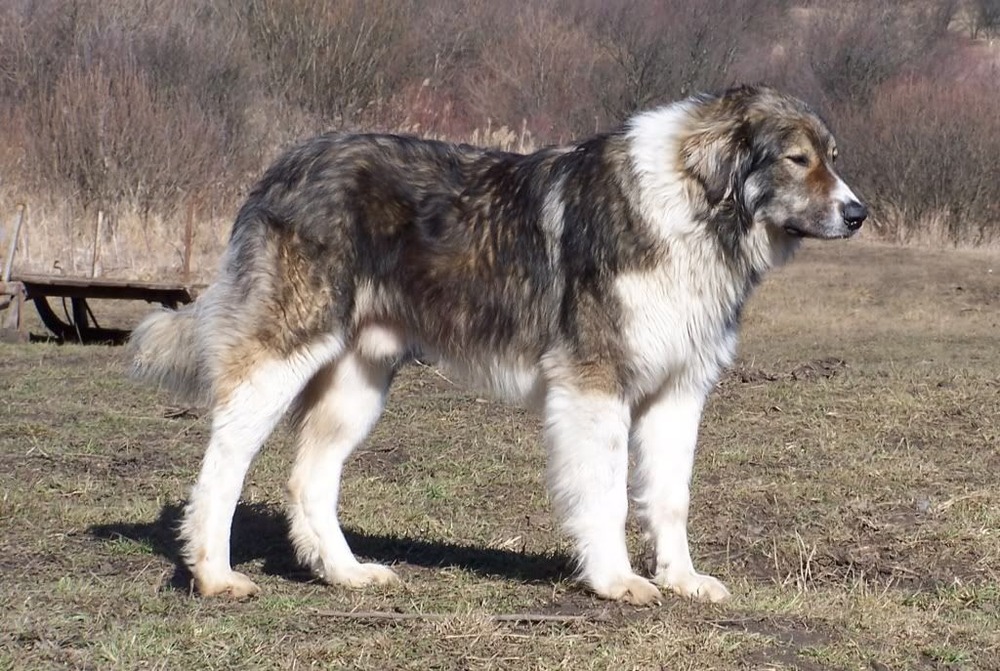 Carpathian Shepherd Dog on lead during training