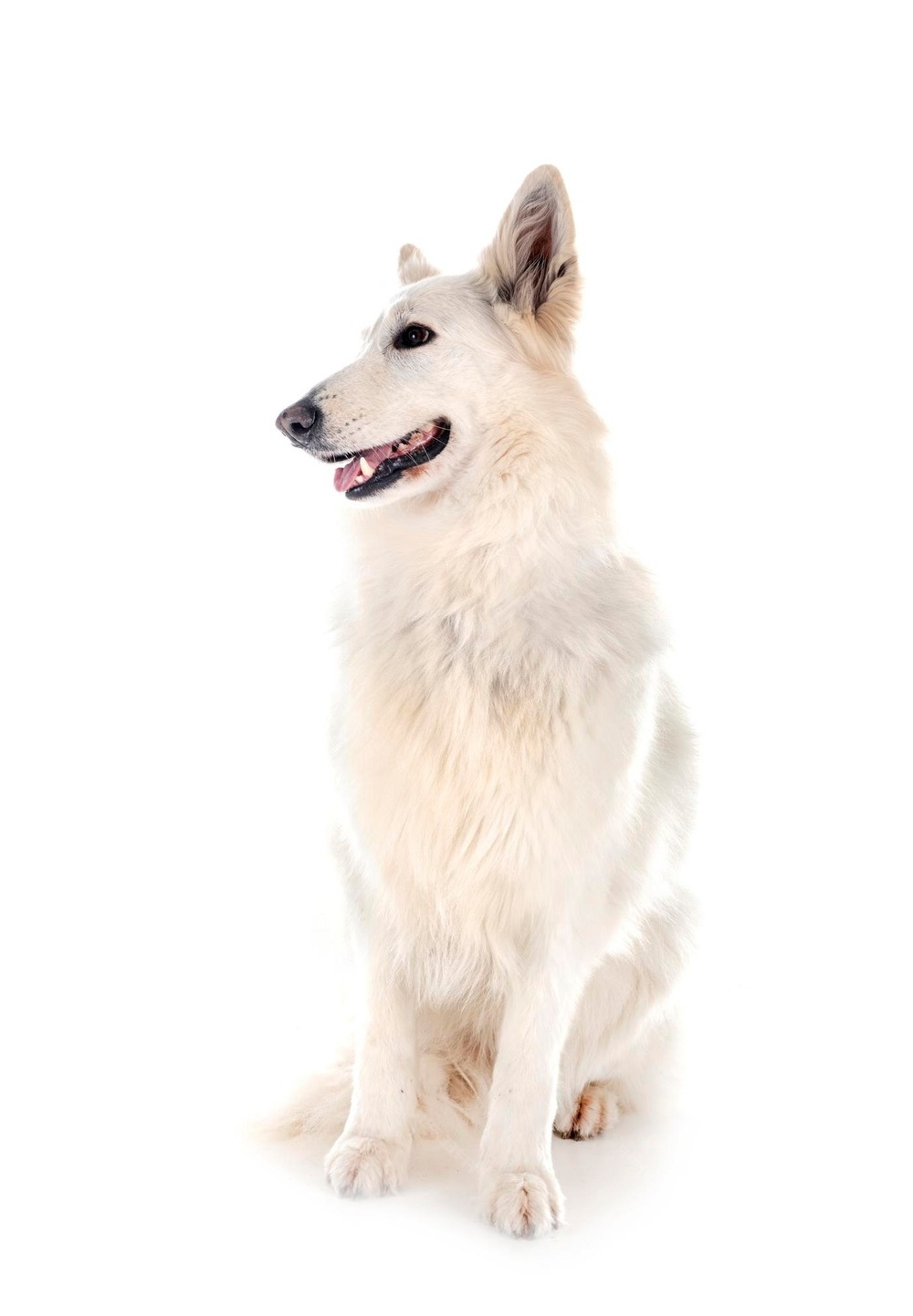 White Swiss Shepherd Dog outdoors with thick white coat