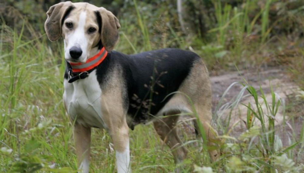 Dunker dog walking on lead