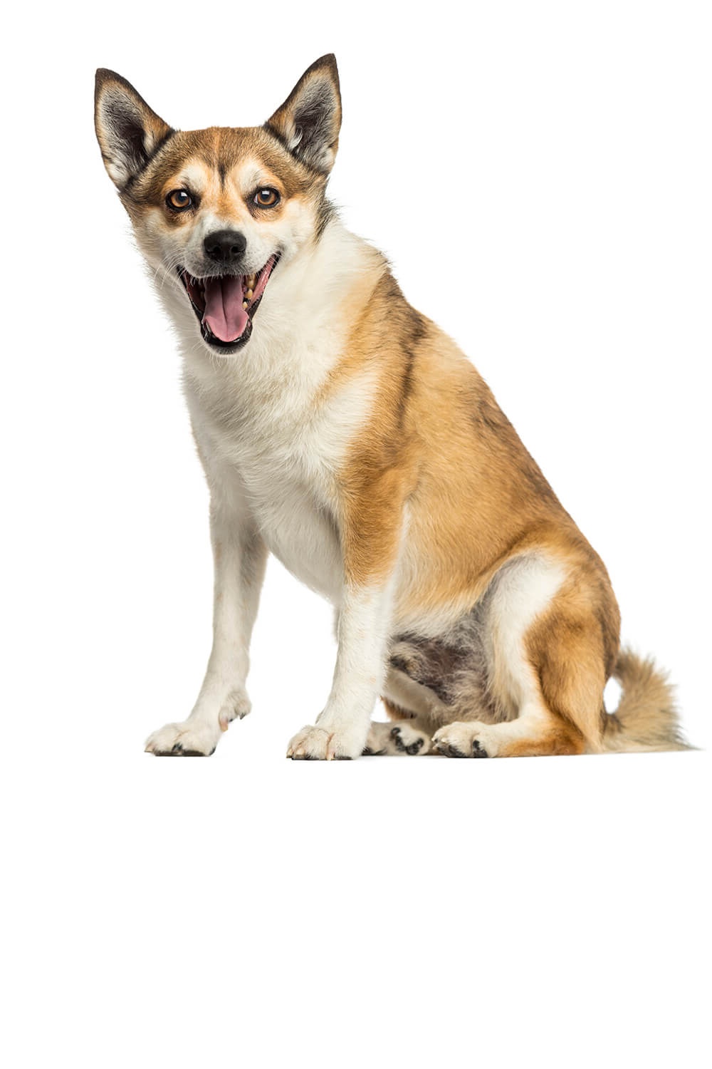 Norwegian Lundehund outdoors in daylight