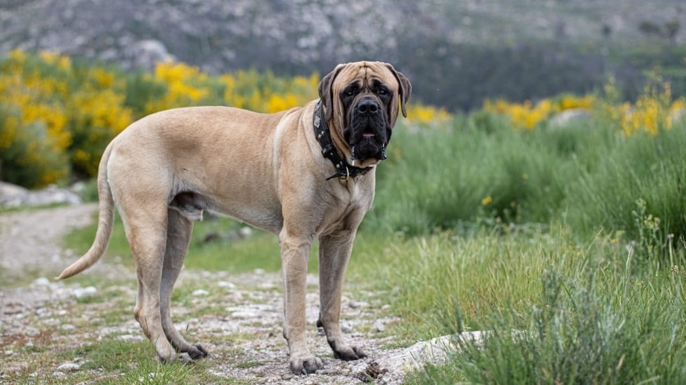 Mastiff walking on a lead