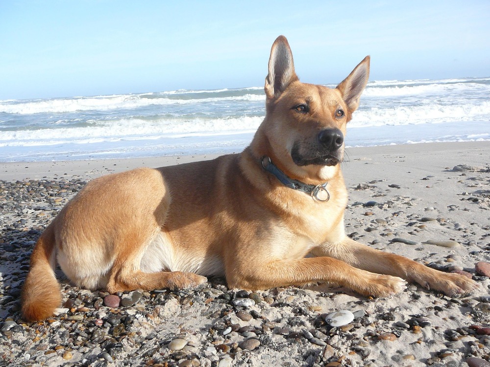 Carolina Dog standing outdoors