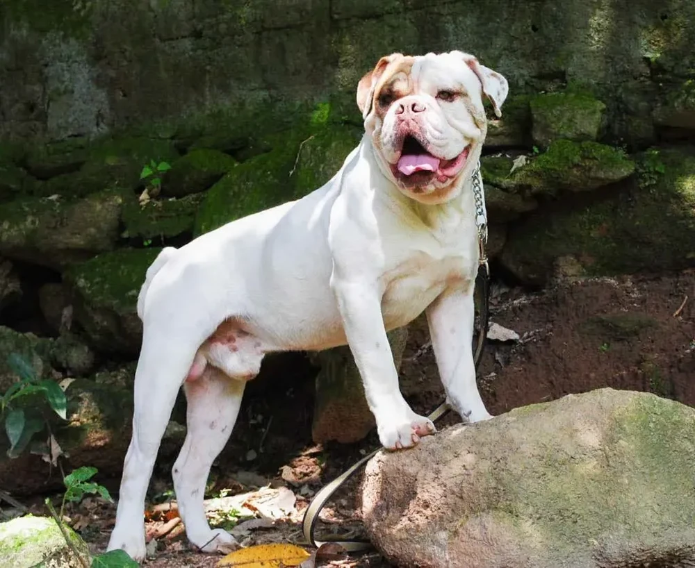 Close view of a Campeiro Bulldog head and shoulders