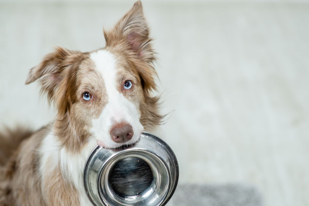 Owner rewarding a dog during training