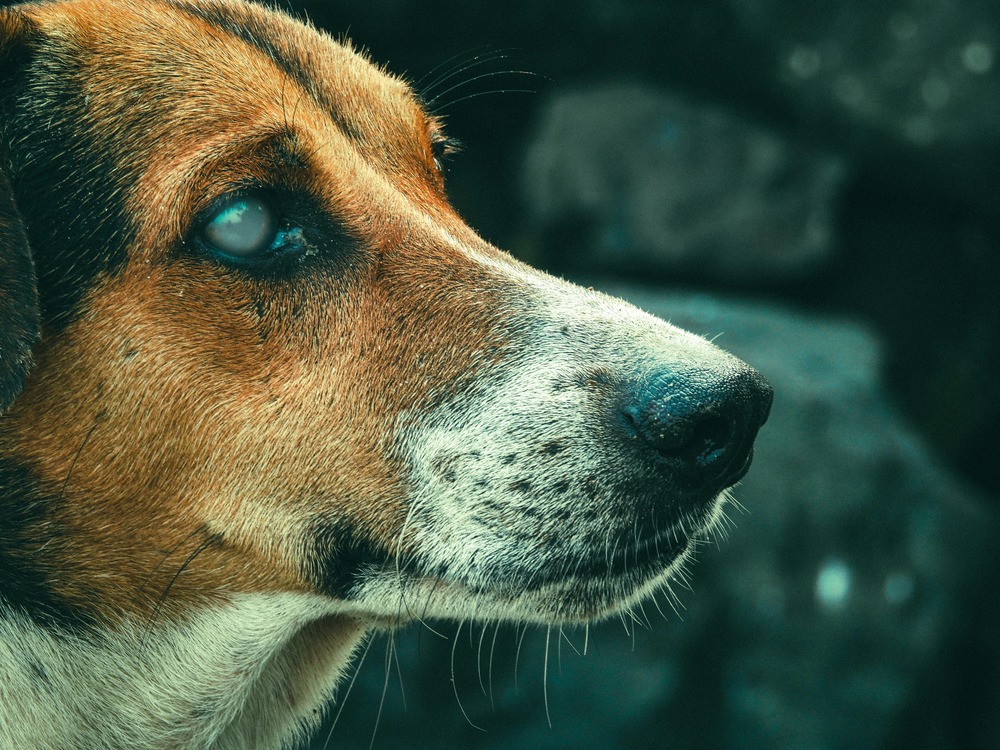 Kombai dog standing alert