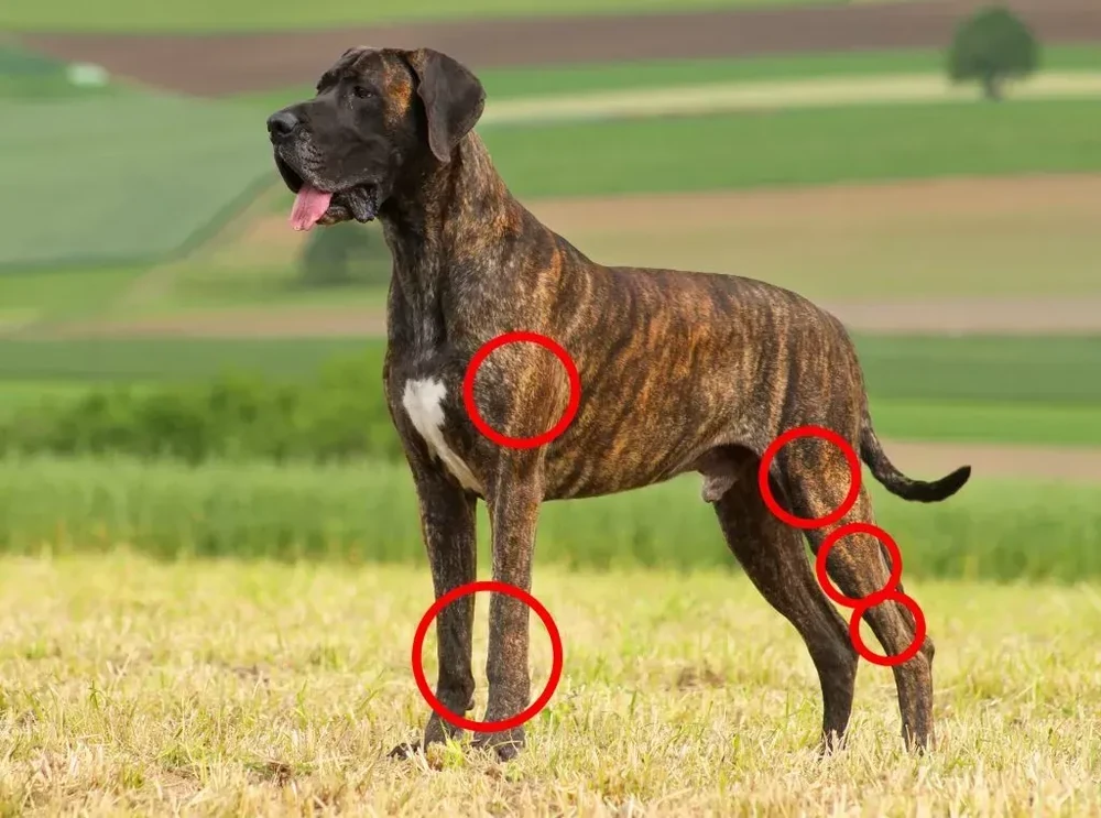 Large-breed dog standing outdoors with a focus on legs and posture