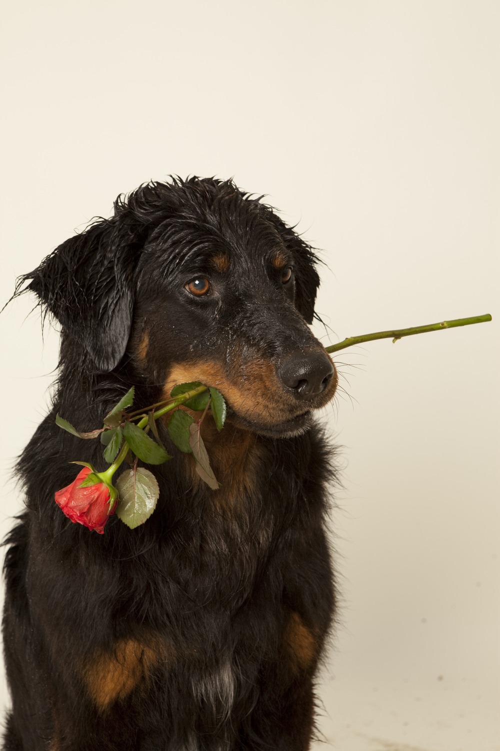 Hovawart standing side-on with bushy tail