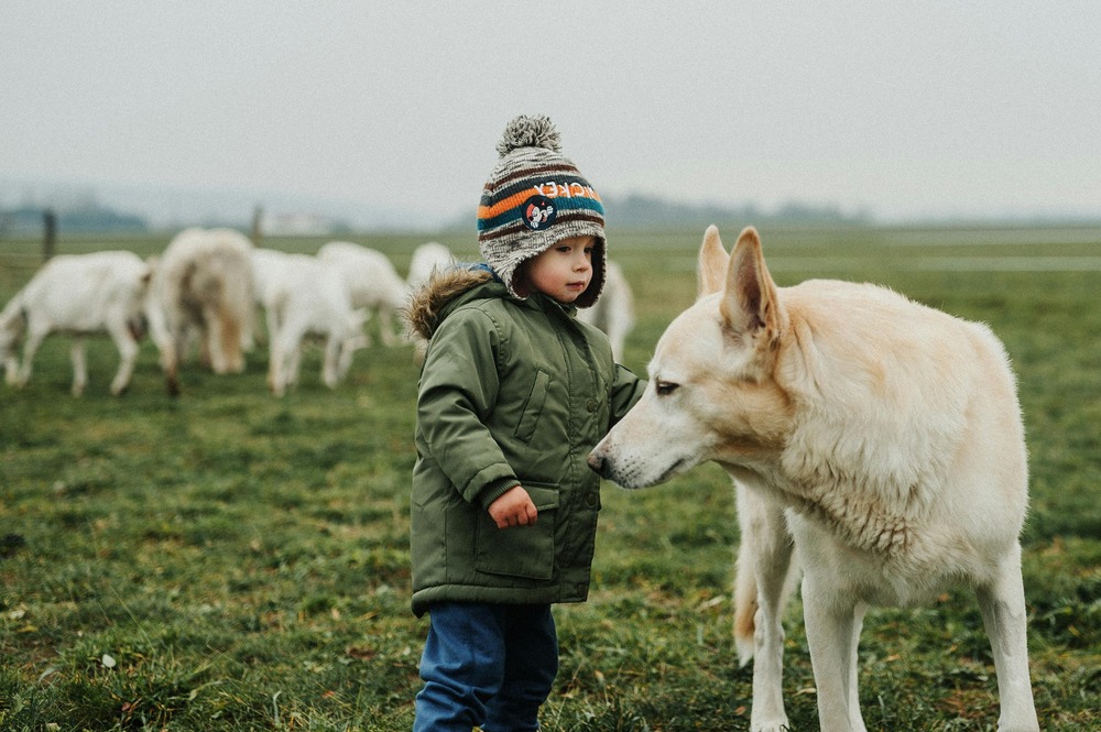 Segugio Maremmano resting and alert