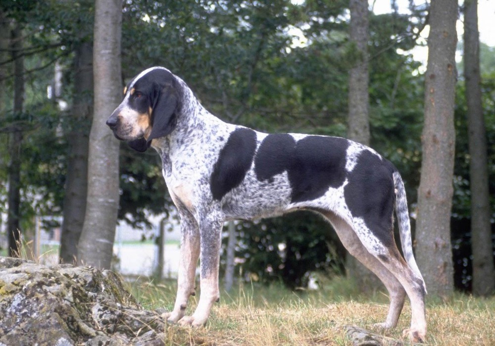 Basset Bleu de Gascogne sitting calmly