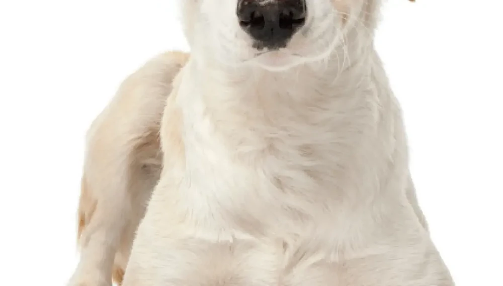 Ibizan Hound standing in profile with a lean silhouette