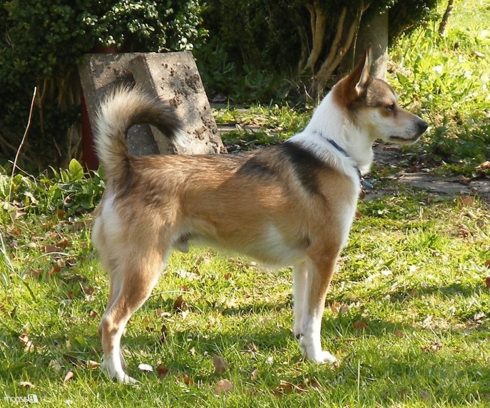 Norwegian Lundehund moving through grass