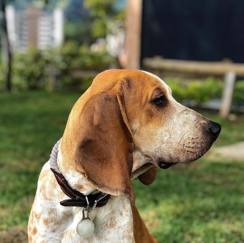 Close view of a Colombian Fino Hound head and ears