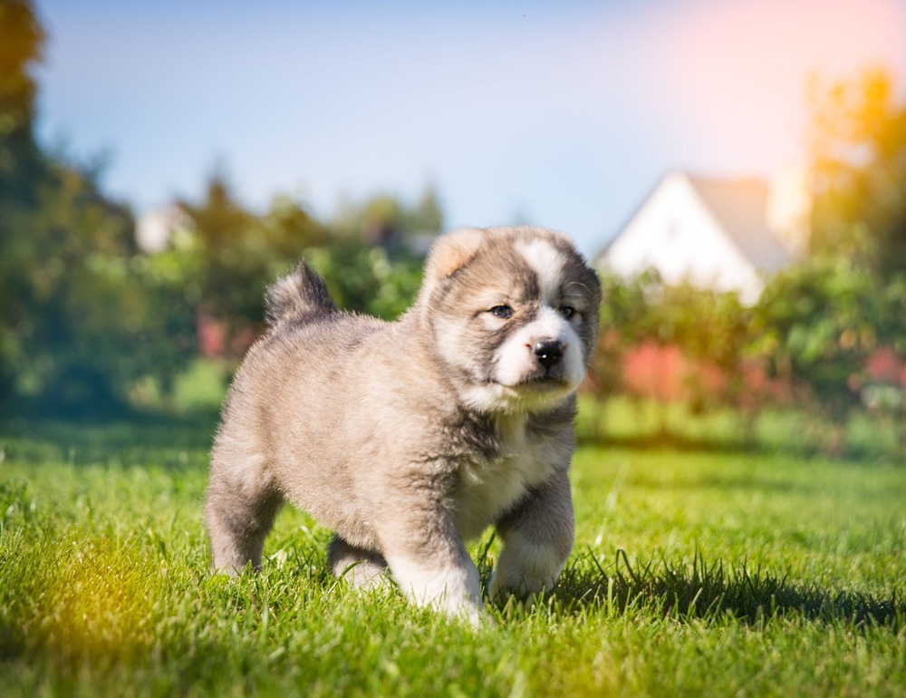 Large guardian dog with thick coat