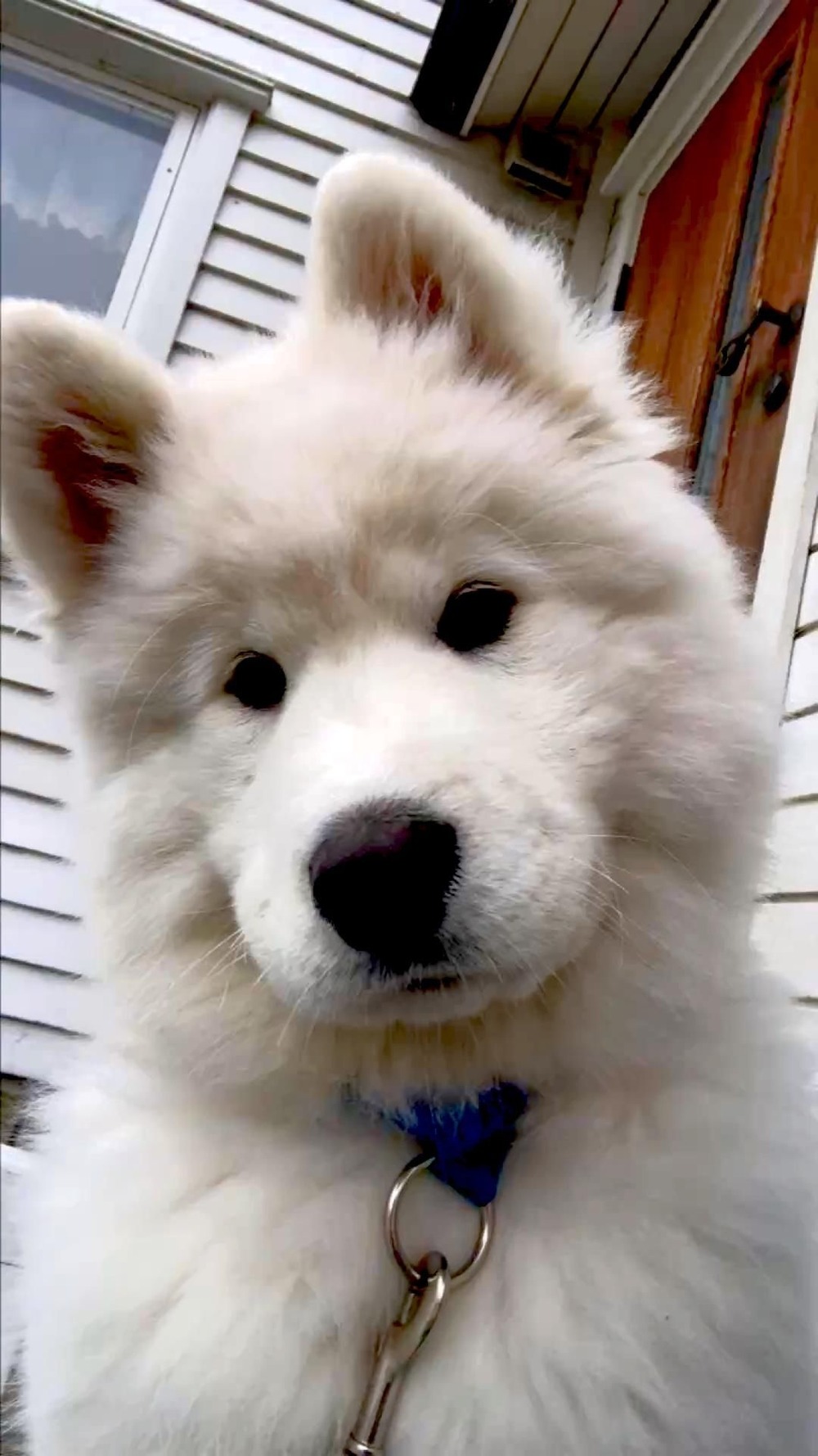 Korean Jindo dog standing alert outdoors