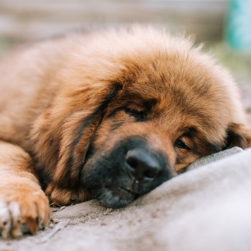 Tibetan Mastiff standing outdoors