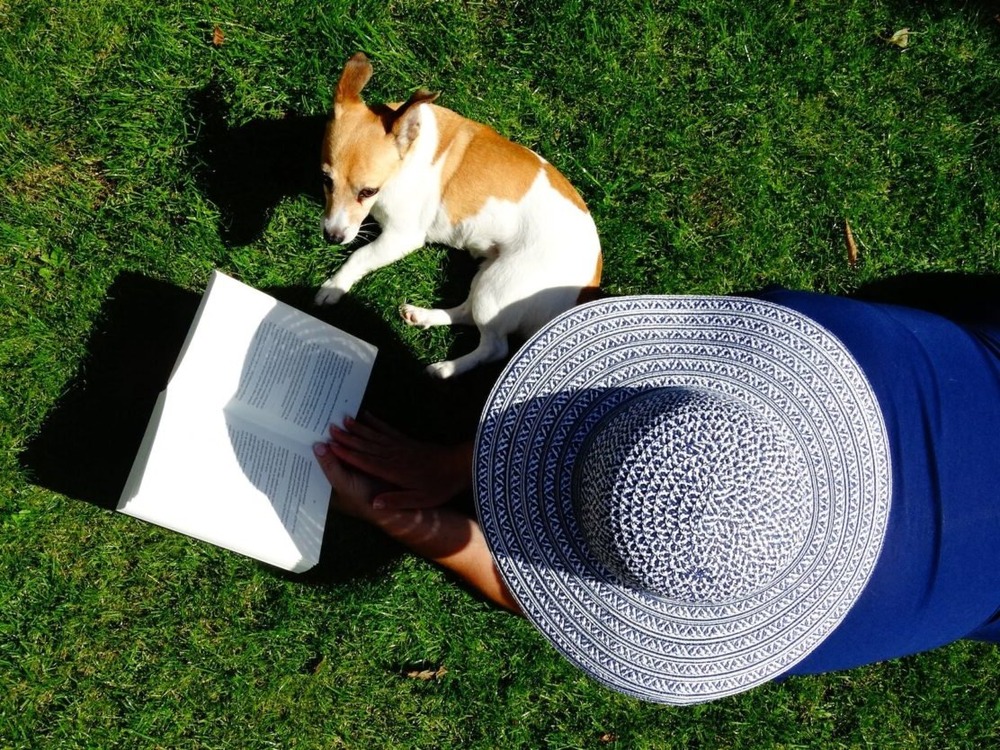 Dog running on grass outdoors