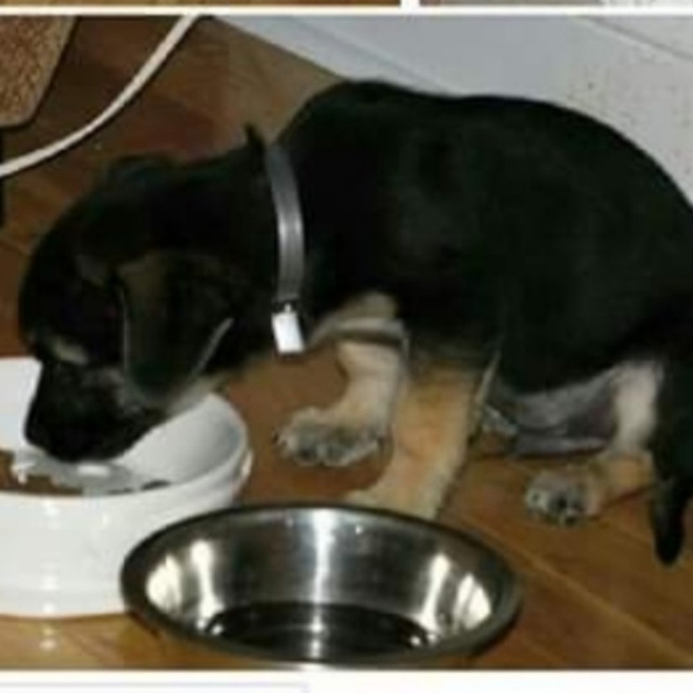 Keeshond walking on a lead outdoors