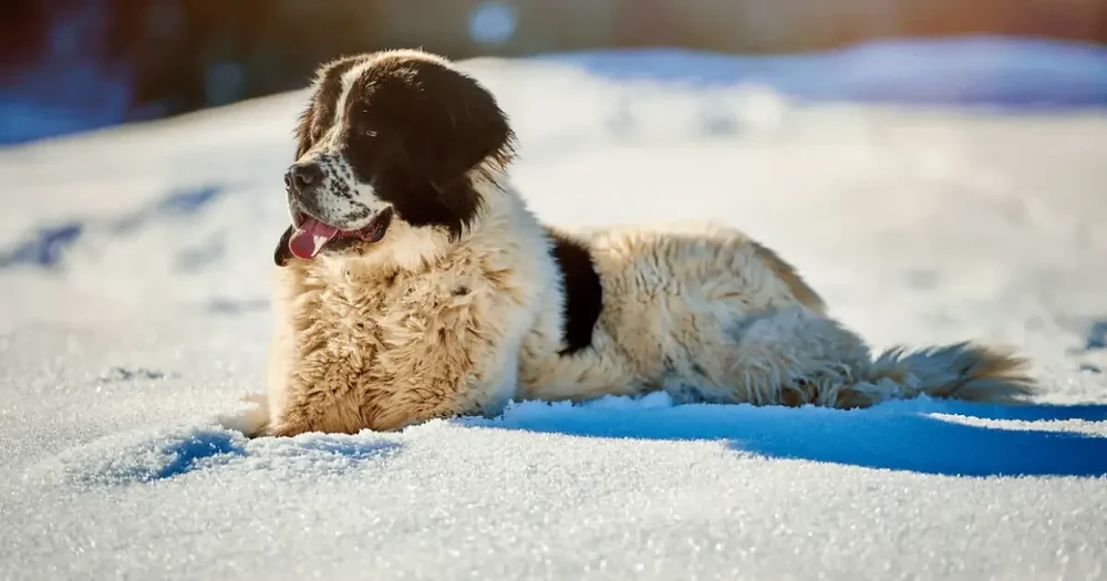 Bucovina Shepherd Dog close up of head and coat